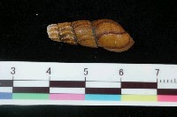 藏品(顆粒川蜷)的圖片